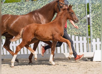 Westphalian, Mare, , Chestnut