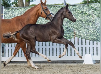 Westphalian, Mare, Foal (02/2025), Chestnut