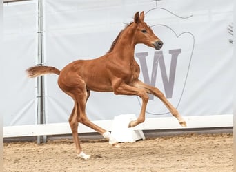 Westphalian, Mare, Foal (06/2024), Chestnut