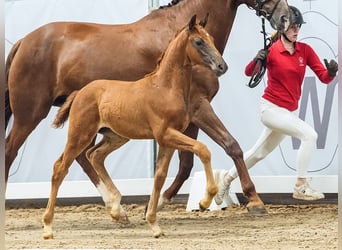 Westphalian, Mare, Foal (05/2024), Chestnut