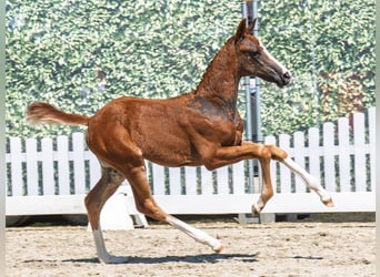Westphalian, Mare, , Chestnut
