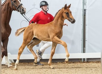 Westphalian, Mare, Foal (05/2024), Chestnut