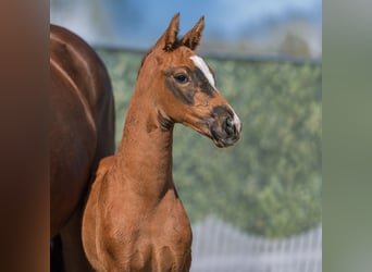 Westphalian, Mare, Foal (02/2026), Chestnut