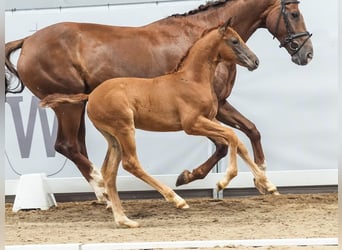 Westphalian, Mare, Foal (05/2024), Chestnut