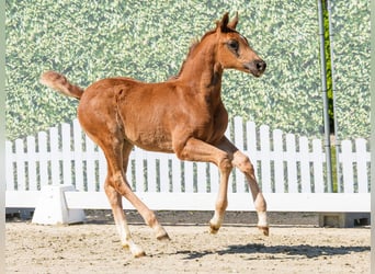Westphalian, Mare, Foal (03/2026), Chestnut
