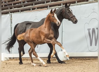 Westphalian, Mare, Foal (03/2024), Chestnut