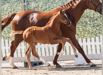 Westphalian, Mare, Foal (02/2026), Chestnut