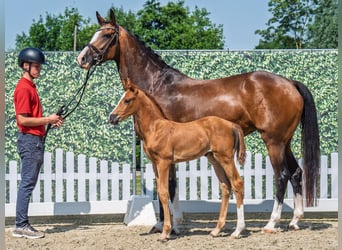 Westphalian, Mare, , Chestnut