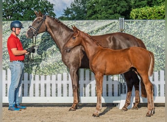 Westphalian, Mare, , Chestnut
