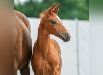 Westphalian, Mare, Foal (05/2024), Chestnut