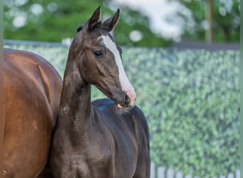 Westphalian, Mare, Foal (02/2025), Chestnut