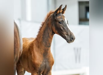 Westphalian, Mare, Foal (04/2024), Chestnut