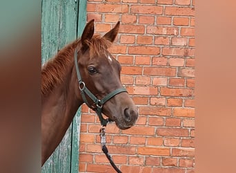 Westphalian, Mare, Foal (03/2025), Chestnut