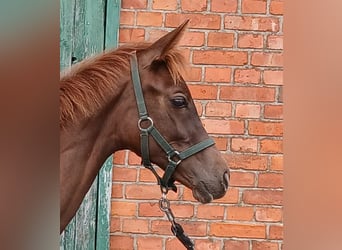 Westphalian, Mare, Foal (03/2025), Chestnut