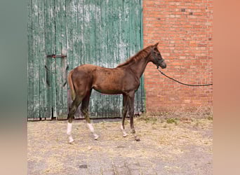 Westphalian, Mare, Foal (03/2025), Chestnut