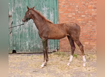 Westphalian, Mare, Foal (03/2025), Chestnut