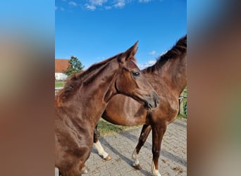 Westphalian, Mare, Foal (05/2026), Chestnut