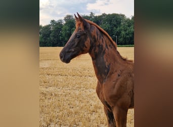 Westphalian, Mare, Foal (05/2026), Chestnut