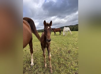 Westphalian, Mare, Foal (05/2025), Chestnut