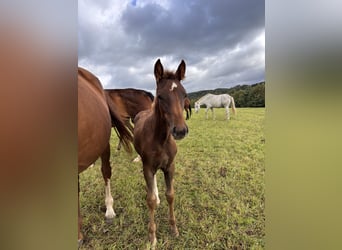 Westphalian, Mare, Foal (05/2025), Chestnut