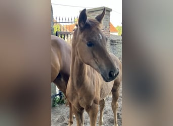 Westphalian, Mare, Foal (05/2025), Chestnut-Red