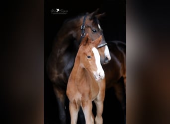 Westphalian, Mare, , Chestnut-Red