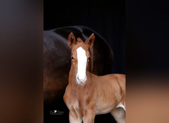 Westphalian, Mare, , Chestnut-Red
