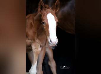 Westphalian, Mare, , Chestnut-Red