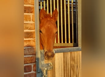 Westphalian, Mare, Foal (05/2023), Chestnut-Red