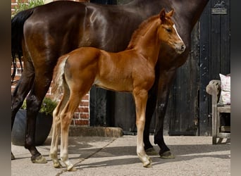 Westphalian, Mare, Foal (06/2025), Chestnut-Red