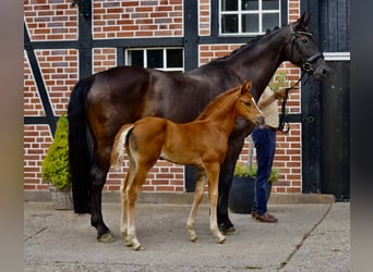 Westphalian, Mare, Foal (06/2025), Chestnut-Red