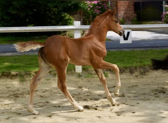 Westphalian, Mare, Foal (06/2025), Chestnut-Red