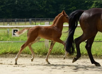 Westphalian, Mare, Foal (06/2025), Chestnut-Red