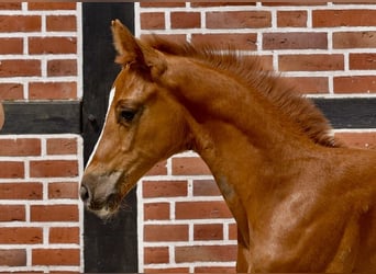 Westphalian, Mare, Foal (06/2025), Chestnut-Red