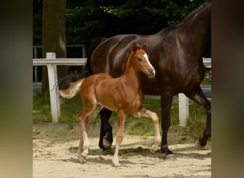 Westphalian, Mare, Foal (06/2025), Chestnut-Red