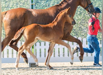 Westphalian, Mare, Foal (05/2026), Chestnut-Red