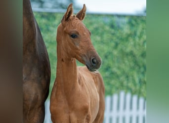 Westphalian, Mare, Foal (05/2026), Chestnut-Red