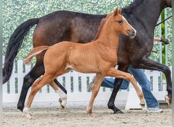 Westphalian, Mare, Foal (04/2026), Chestnut-Red