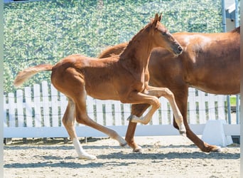 Westphalian, Mare, Foal (05/2026), Chestnut-Red