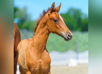 Westphalian, Mare, Foal (05/2026), Chestnut-Red