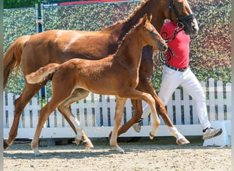 Westphalian, Mare, Foal (05/2026), Chestnut-Red