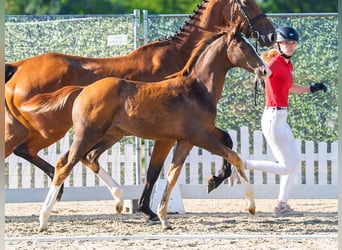 Westphalian, Mare, Foal (04/2026), Chestnut-Red