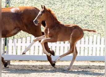 Westphalian, Mare, Foal (05/2026), Chestnut-Red