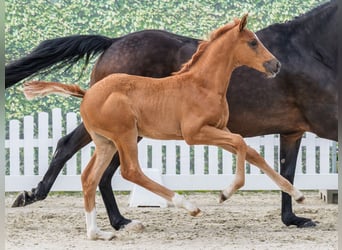 Westphalian, Mare, Foal (04/2026), Chestnut-Red