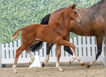 Westphalian, Mare, Foal (04/2026), Chestnut-Red