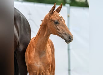 Westphalian, Mare, Foal (05/2024), Chestnut-Red