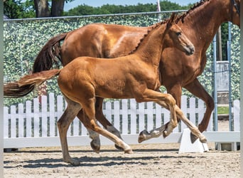 Westphalian, Mare, , Chestnut-Red