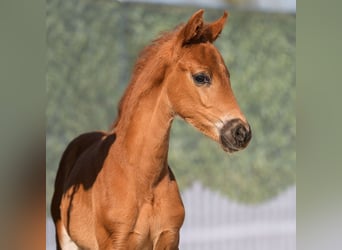 Westphalian, Mare, , Chestnut-Red