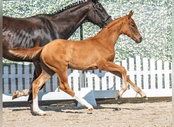 Westphalian, Mare, , Chestnut-Red