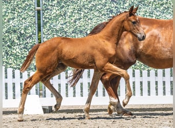 Westphalian, Mare, , Chestnut-Red